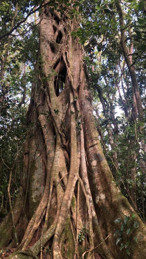 Cantos Del Bosque Monteverde Ngoại thất bức ảnh